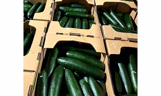 cucumber