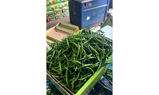 G4 Green Chilli