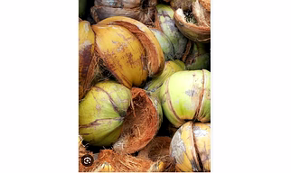 GREEN COCNUT HUSK