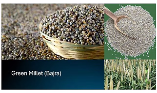 Green Millet (Bajra)