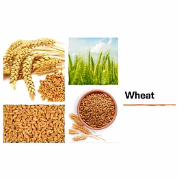 wheat