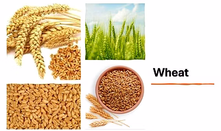 Wheat