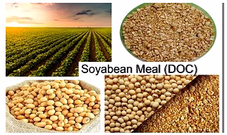 Soyabean meal -De Oiled Cake (DOC)