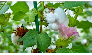 Cotton seed meal (DOC)