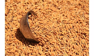 Rice Bran meal (DORB)