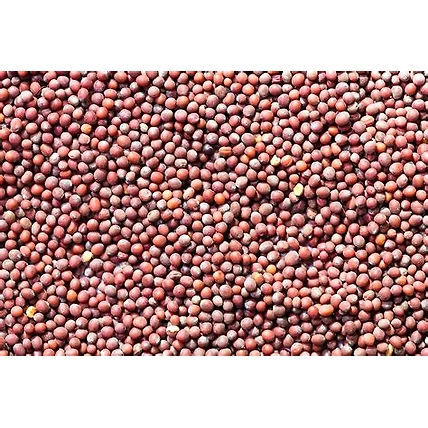 Mustard Seeds-2