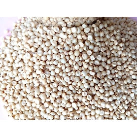 Sorghum Jowar