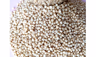 Sorghum Jowar