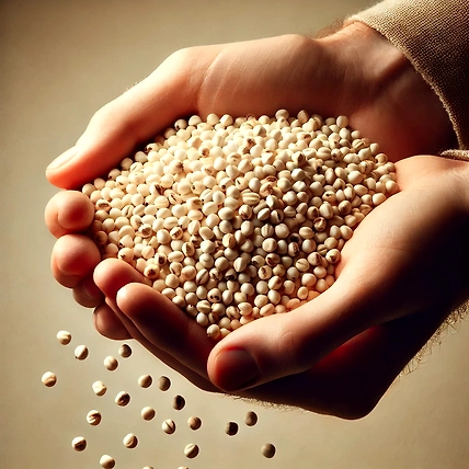 Sorghum Jowar-2