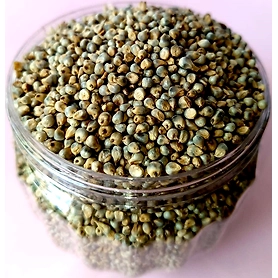 Pearl Millet Bajra