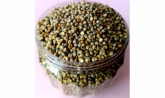 Pearl Millet Bajra
