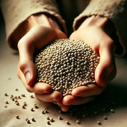Pearl Millet Bajra-1