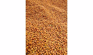 Desi Brown Chana