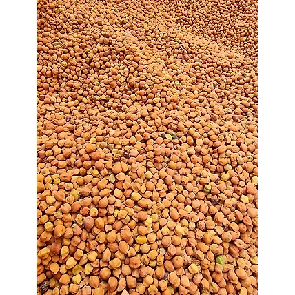 Desi Brown Chana-12684933
