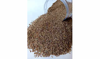 Cumin Seeds