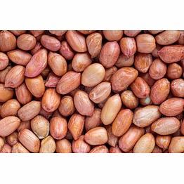 groundnut