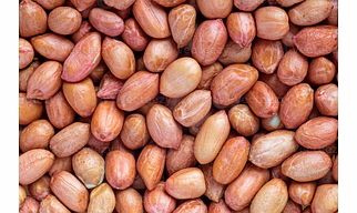 GROUNDNUT