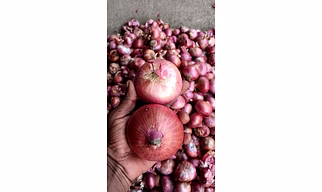 Onion