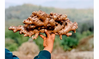Ginger