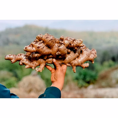 ginger
