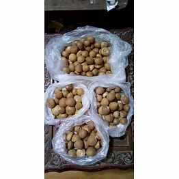 areca nut