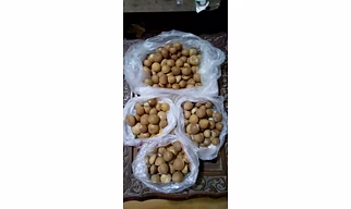 Areca Nut