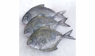 Black Pomfret