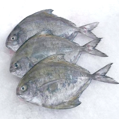 Black Pomfret
