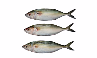 Mackerel