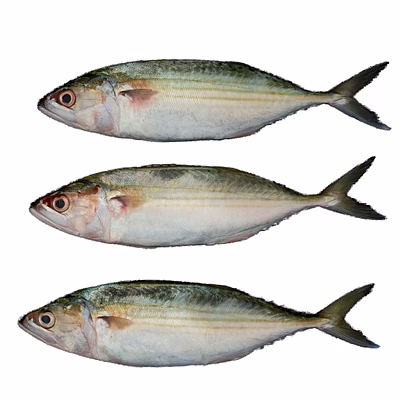 mackerel