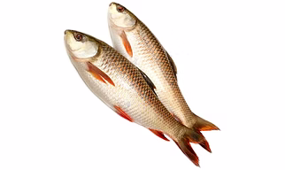 Rohu/ Rui/ Roho Labeo