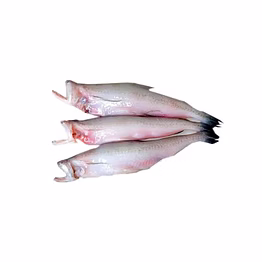 bombay duck/ bombil