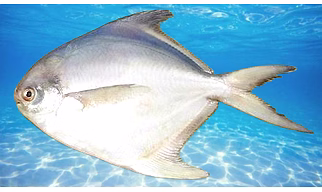 White Pomfret / Silver Pomfret
