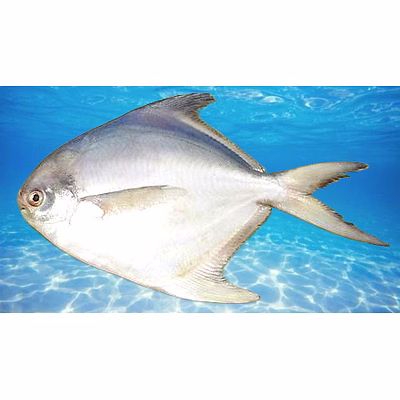 white pomfret / silver pomfret