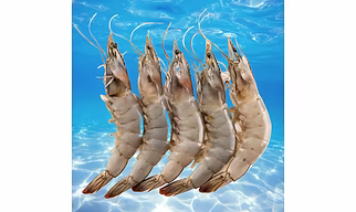 Jumbo Prawns (Shrimps)