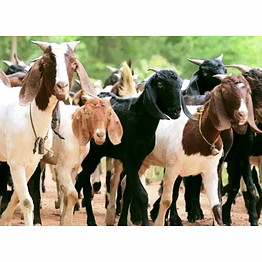 goats