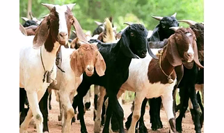 Goats