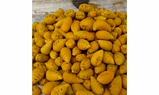 Turmeric Bulb