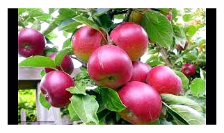 Kashmir Apples