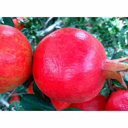 pomegranate