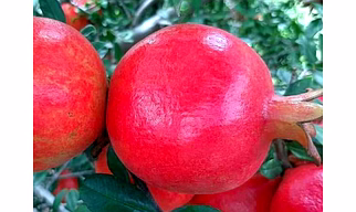 Pomegranate