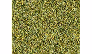 YELLOW-GREEN MILLET