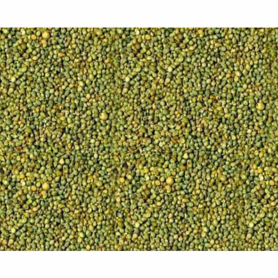 india yellow-green millet