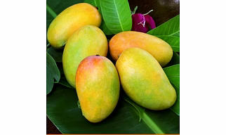 kesar mango (gujarat)