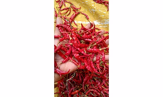 Dried Teja (S17) Chili