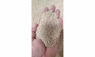 White Sesame Seeds