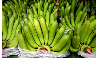 Cavendish Banana