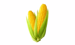 YELLOW MAIZE