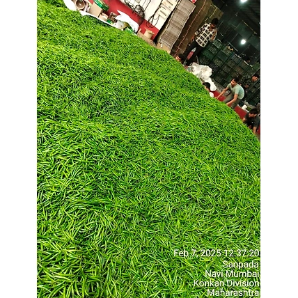 G4 Green Chilli-2