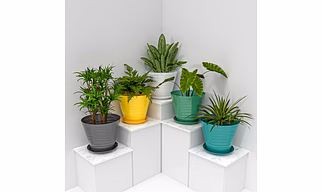 FLOWER POTS